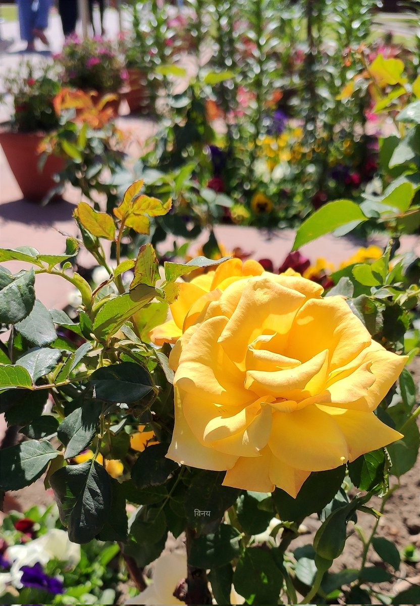 vinatewa_vinay's tweet image. Here's some 'Yellow Yellow Lovely Fellow' 💛 for "Sunday Yellow" from my gallery... 😁

Good evening, friends ✨🌷

#FlowersOnX #FlowerPhotography 
#theme_pic_India_flowers