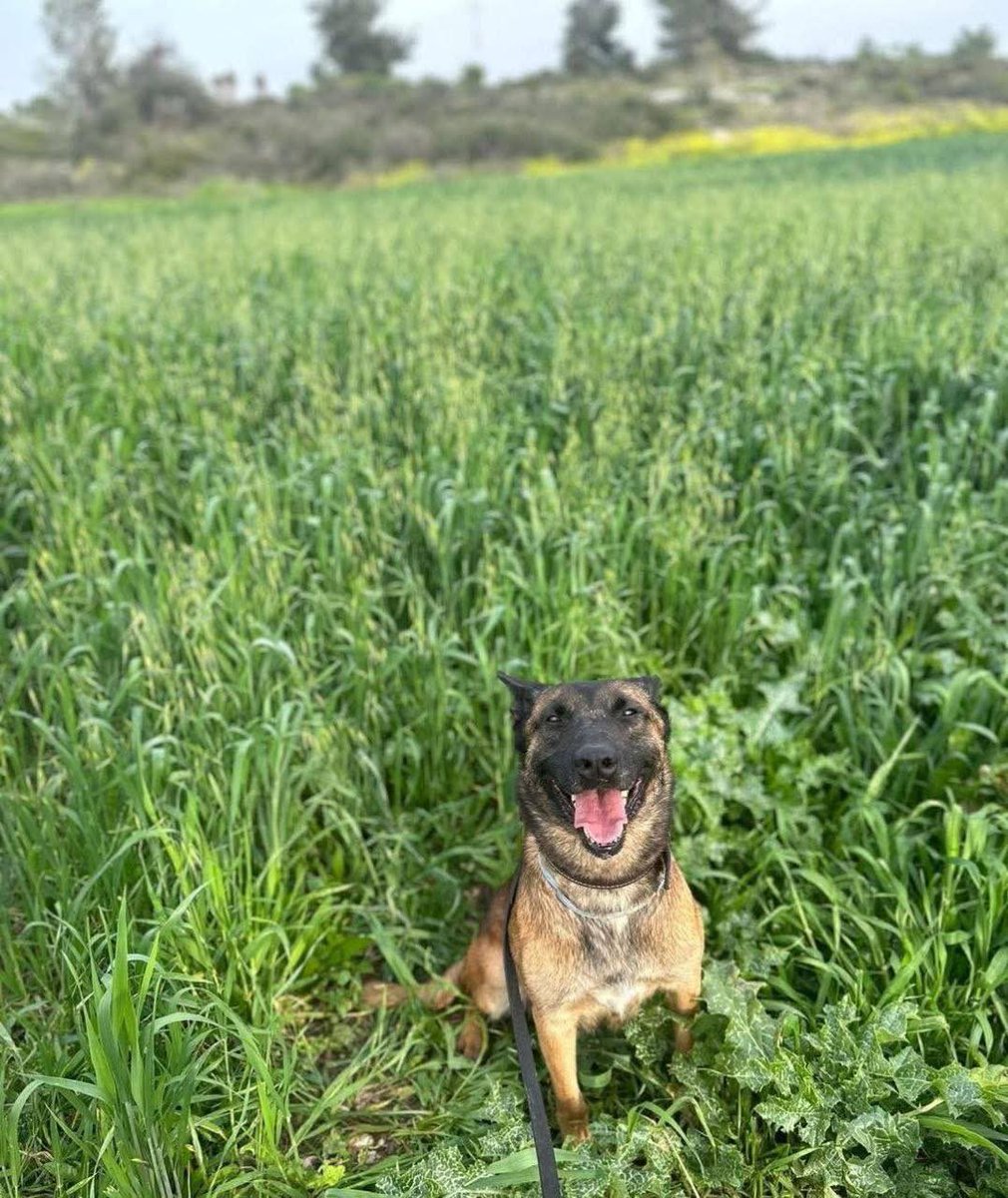 🇮🇱 Sayeret tweet media