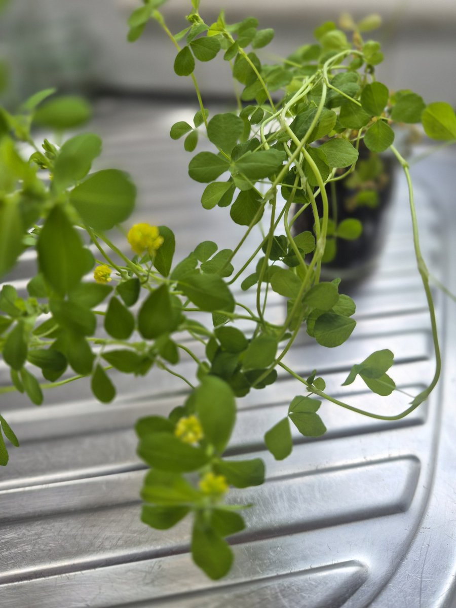 DublinAffair's tweet image. Did you know the flower of #shamrock looks like a pot of gold