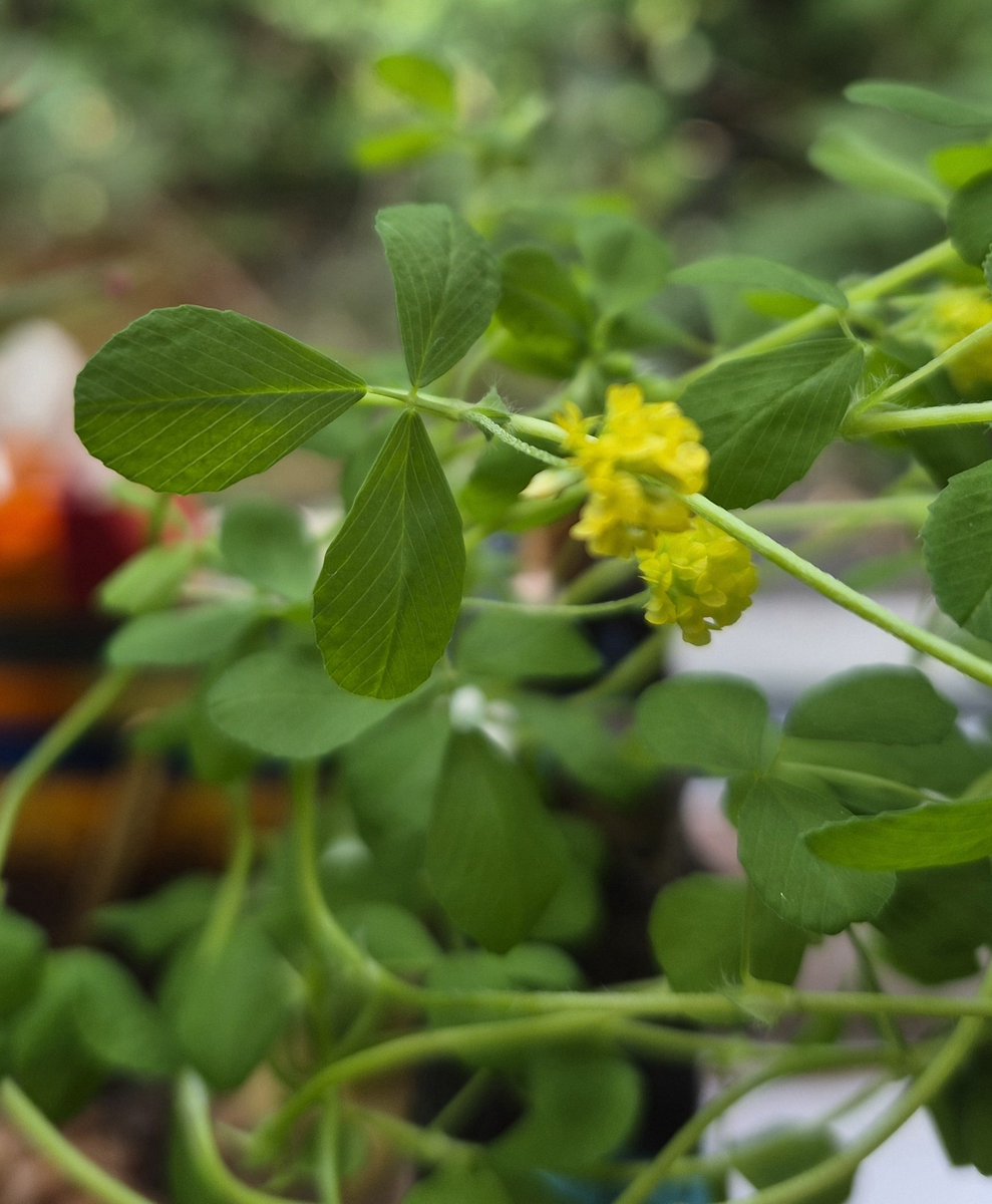 DublinAffair's tweet image. Did you know the flower of #shamrock looks like a pot of gold