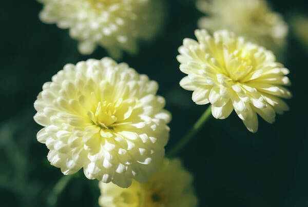 HurmerintaArt's tweet image. Create a beautiful mood in the room with flower wall art. 
#flowers #summer #goodmood #inspiration 

 johanna-hurmerinta.pixels.com/featured/summe…