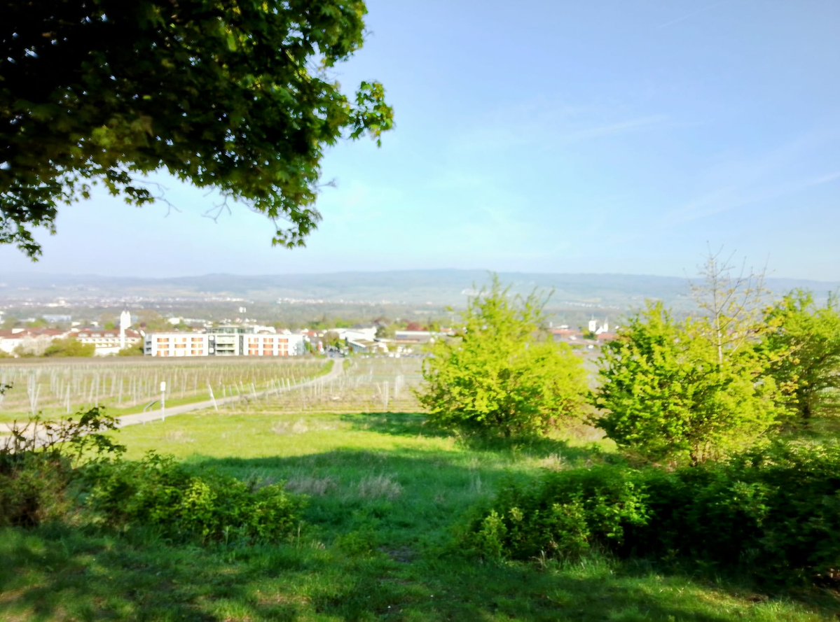 Kornelia Pfeffer 🐯 tweet media