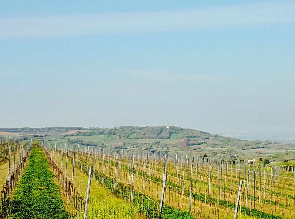 Kornelia Pfeffer 🐯 tweet media