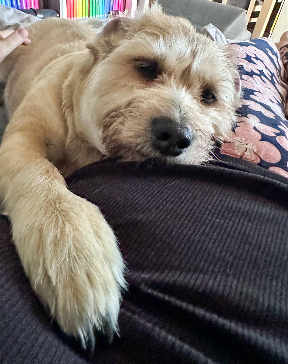 Zajabelaart's tweet image. Jesteś całym moim 🌍
#mydog #myfriend #dog #simplelife