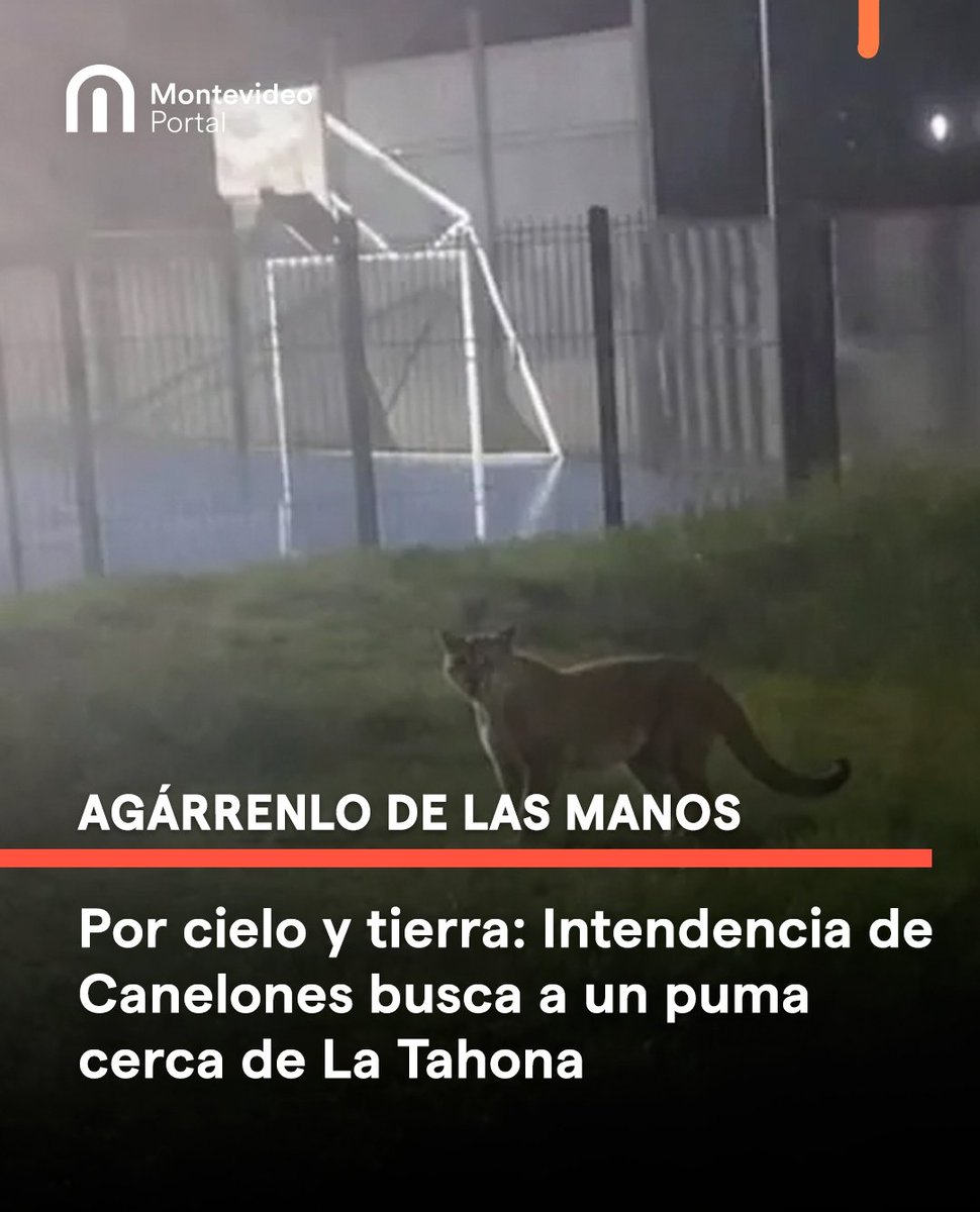 Alberto Raffo Costemalle tweet media