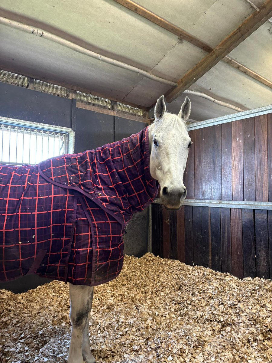 Brian The Snail tweet media