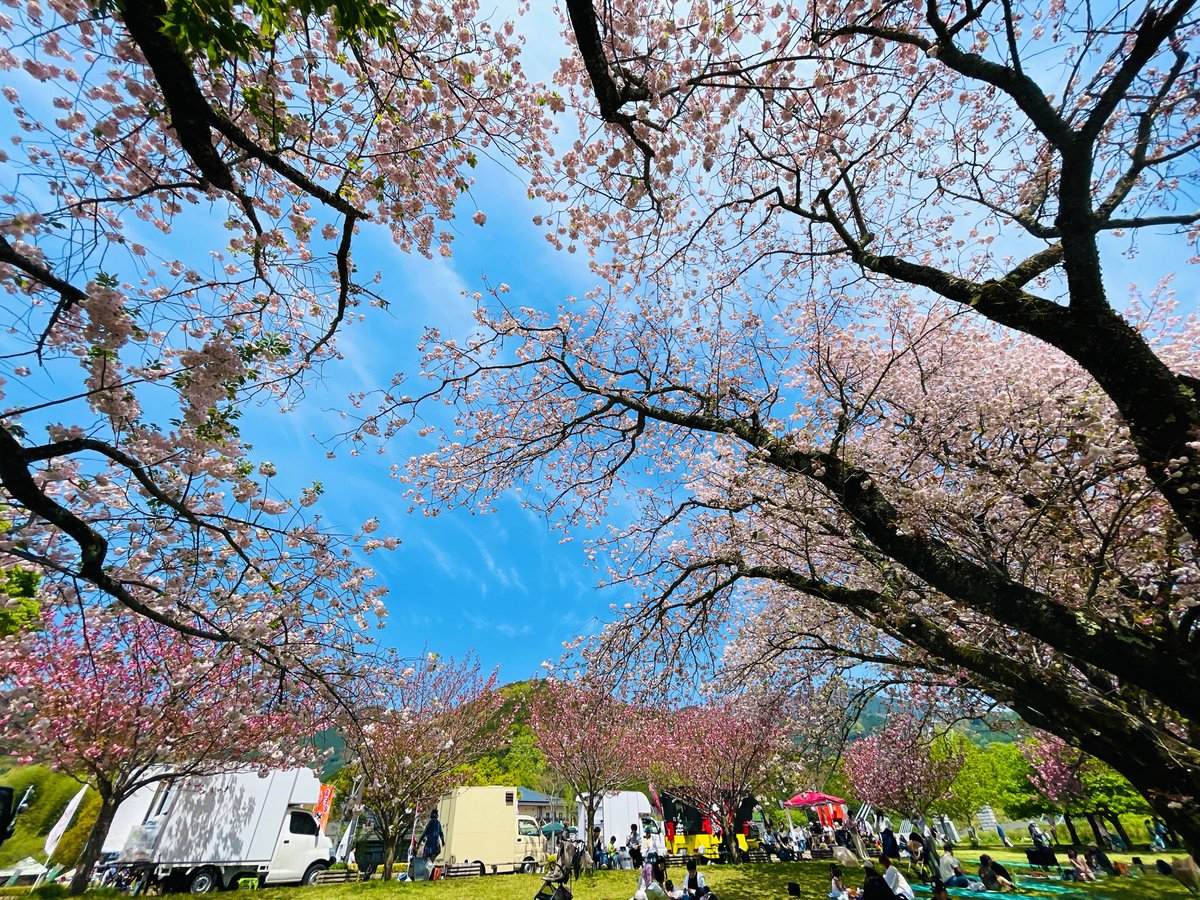 淡いピンクの重なる花びらが印象的な八重桜。
#秦野戸川公園
4月12日