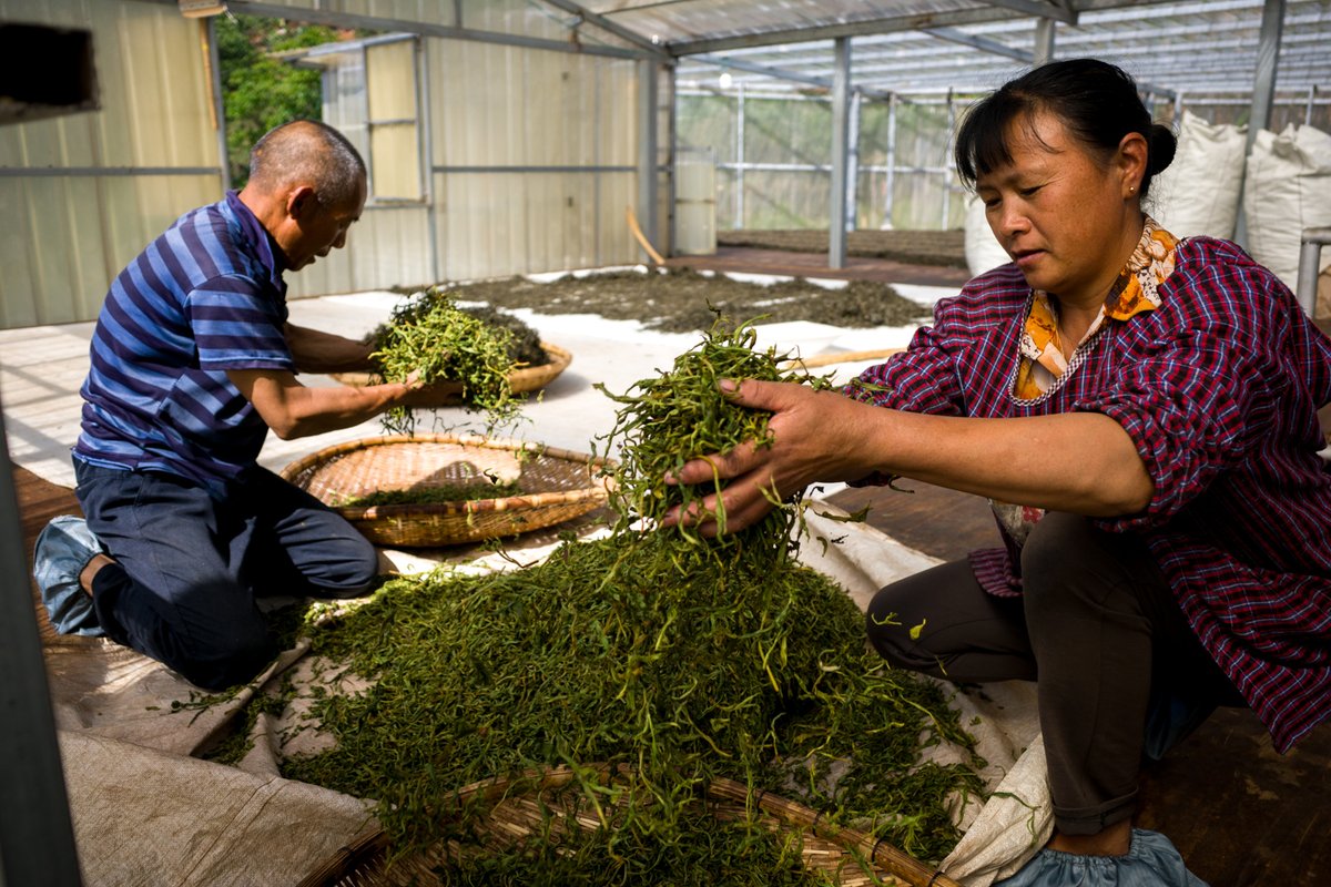 お茶の専門店HOJO tweet media