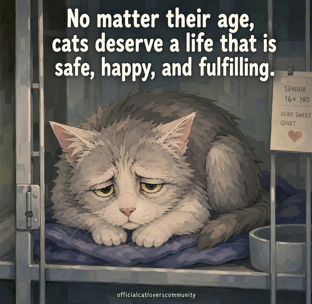 🌻Samson Cat🐱 tweet media