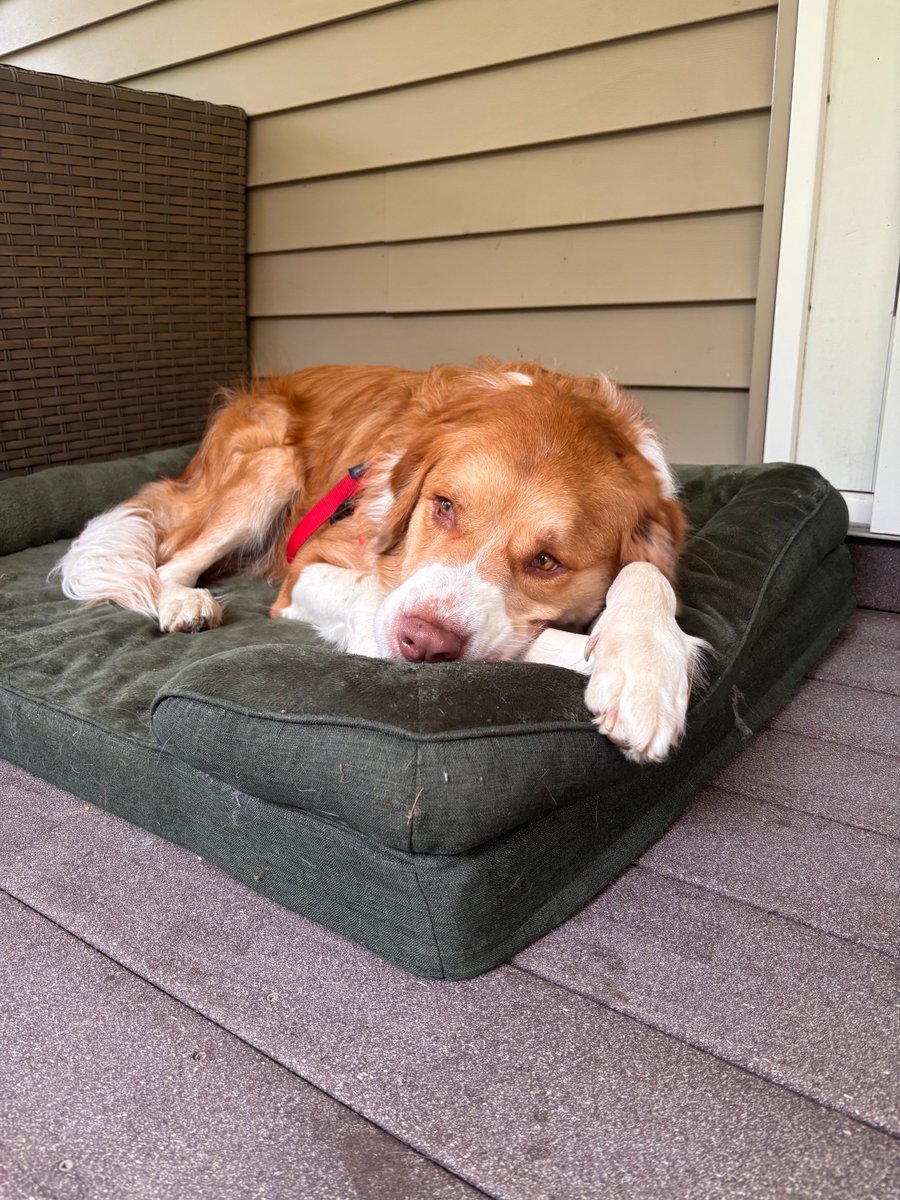 Humane Society of Missouri tweet media