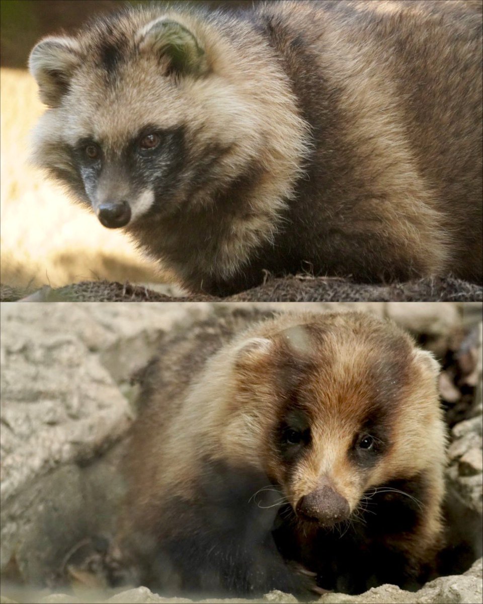 たちだコロネ tweet media