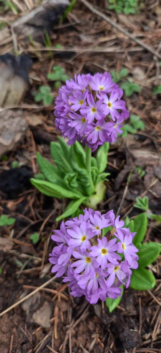 kumratvalley's tweet image. Some Beautiful clicks of Wild Flowers 🌸 🌹 of the spring 🌼 at Doagdara Dir Upper KP.
#follower #Kumrat #kumratvalley #flowers
@topfans
kumratvalley.blogspot.com/2019/03/doog-d…