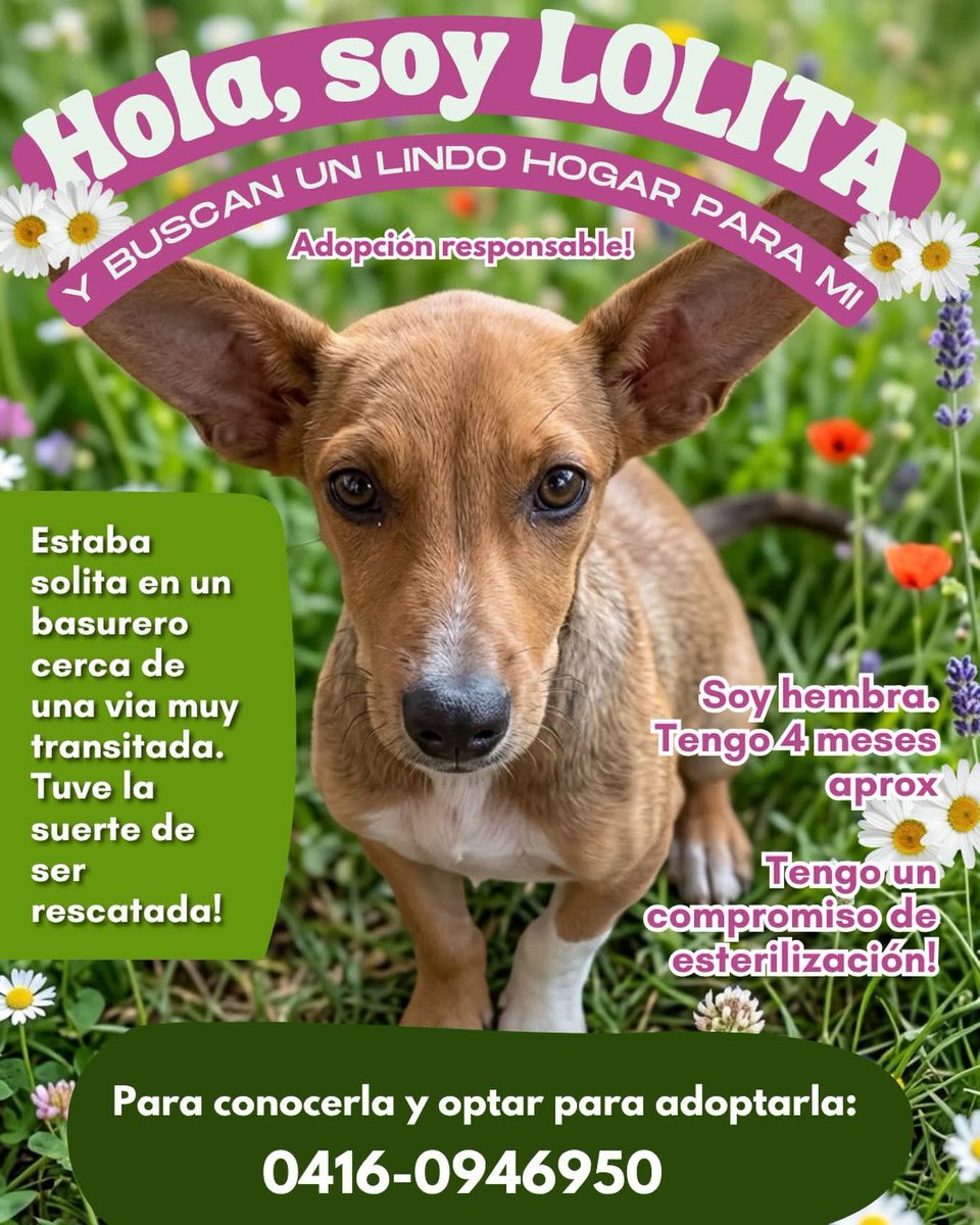 Lolita busca un hogar responsable, Cumaná estado Sucre