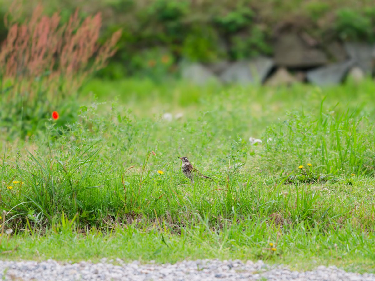 鈴風雨 tweet media