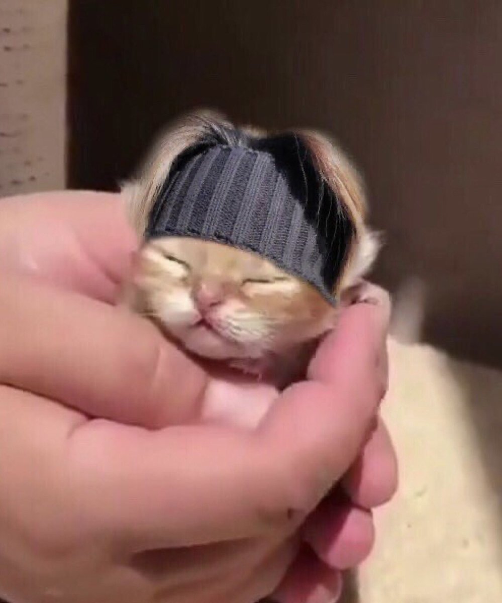 asahi cat /ᐠ - ⩊ -マ Ⳋ tweet media