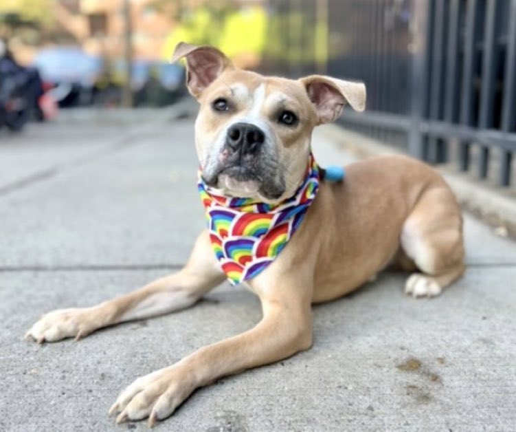 Marley1893797's tweet image. #AdoptionisaPassion #FostersSaveLives 

#SaveMe 📍🐾📍🐾📍🐾