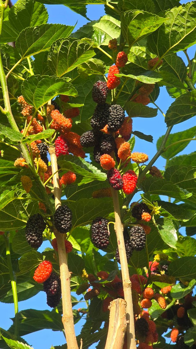 Ulaş Gökçe tweet media