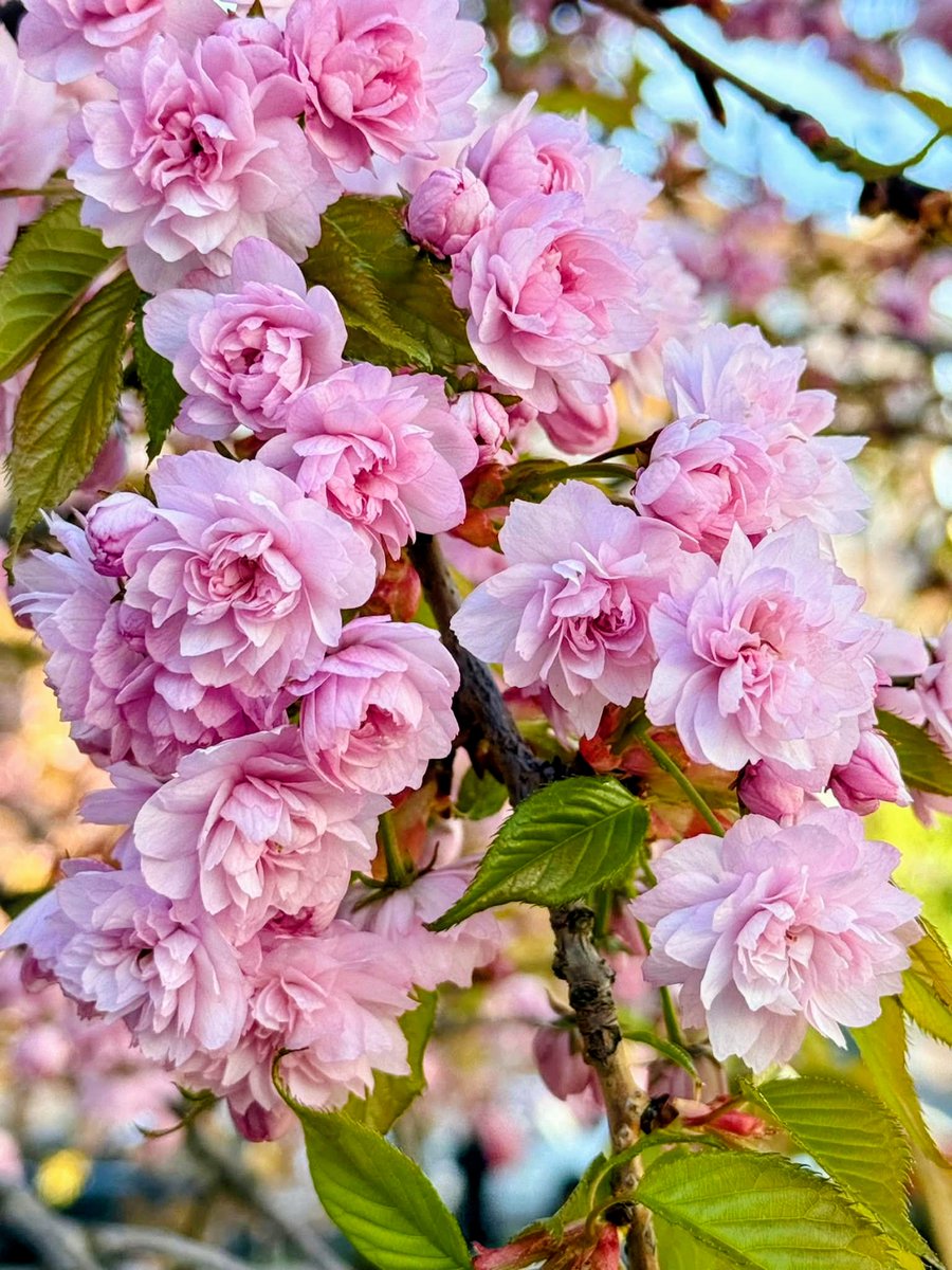 ar7012007's tweet image. 📸 #NaturePhotography #NatureLovers #весна