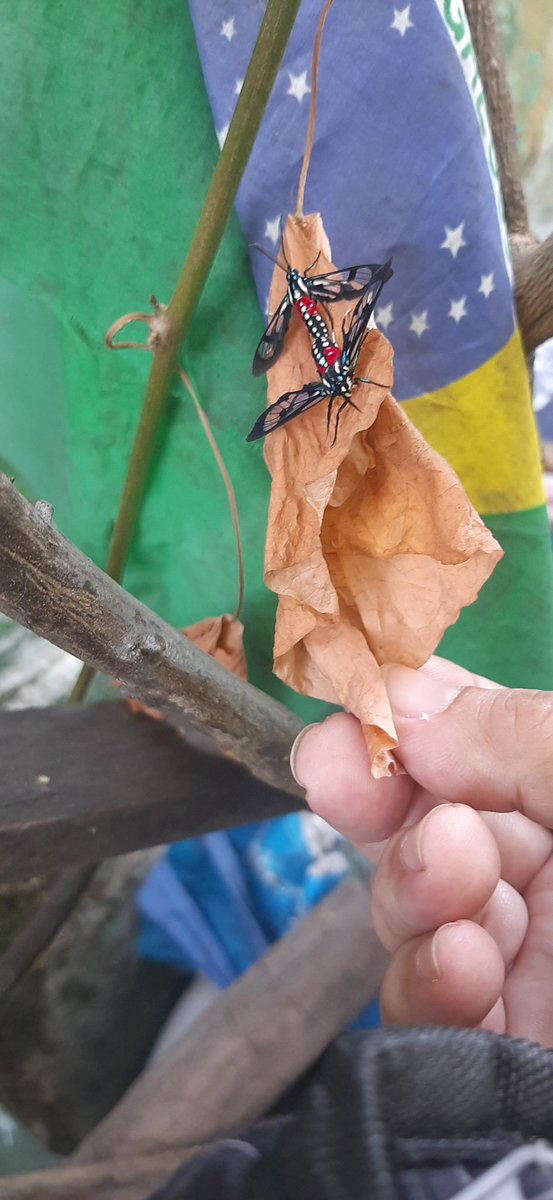 gemanago's tweet photo. Em verdade vos digo: pousaram para a foto espontaneamente. Não é montagem. Parecem borboletas. Nunca vira igual🙏🎁🌱🌳🦋🌻 https://t.co/ZvWCZvgTkn