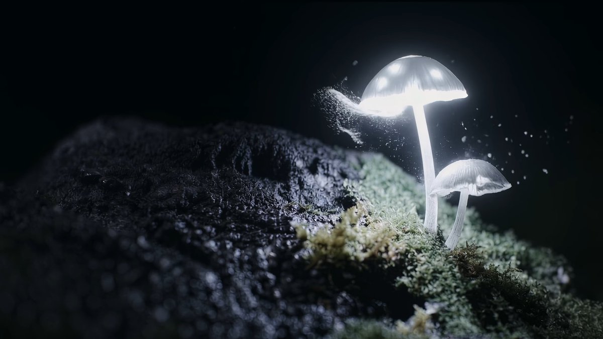 funky 𓆈 tweet media