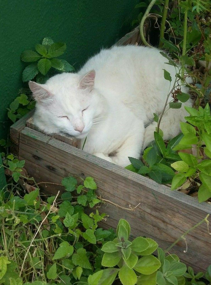 Purely Green tweet media