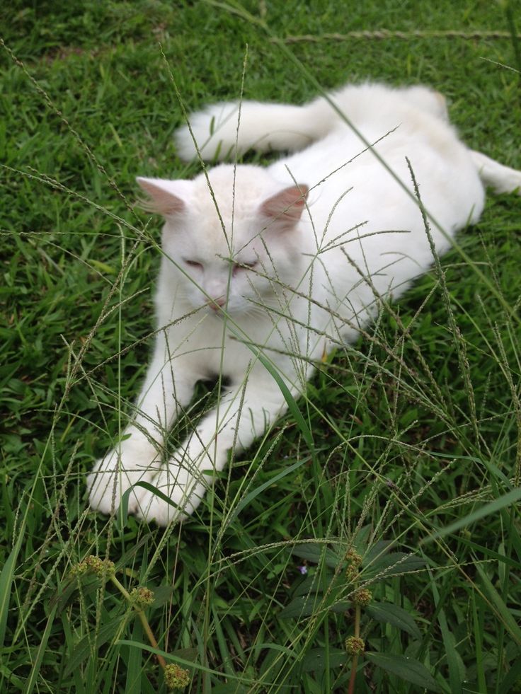 Purely Green tweet media