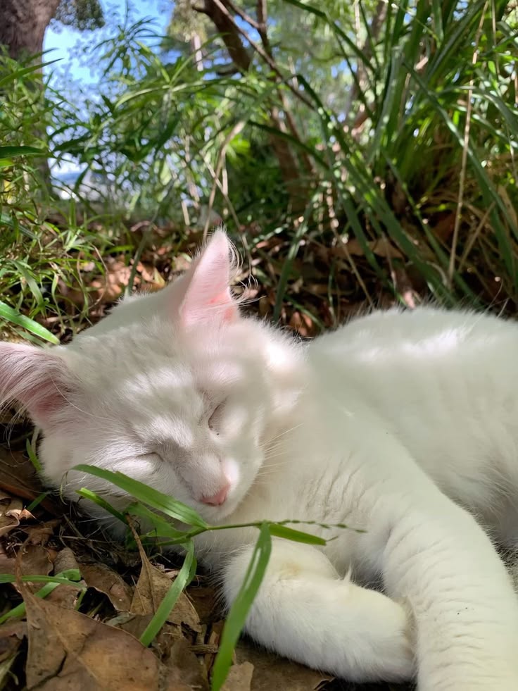 Purely Green tweet media