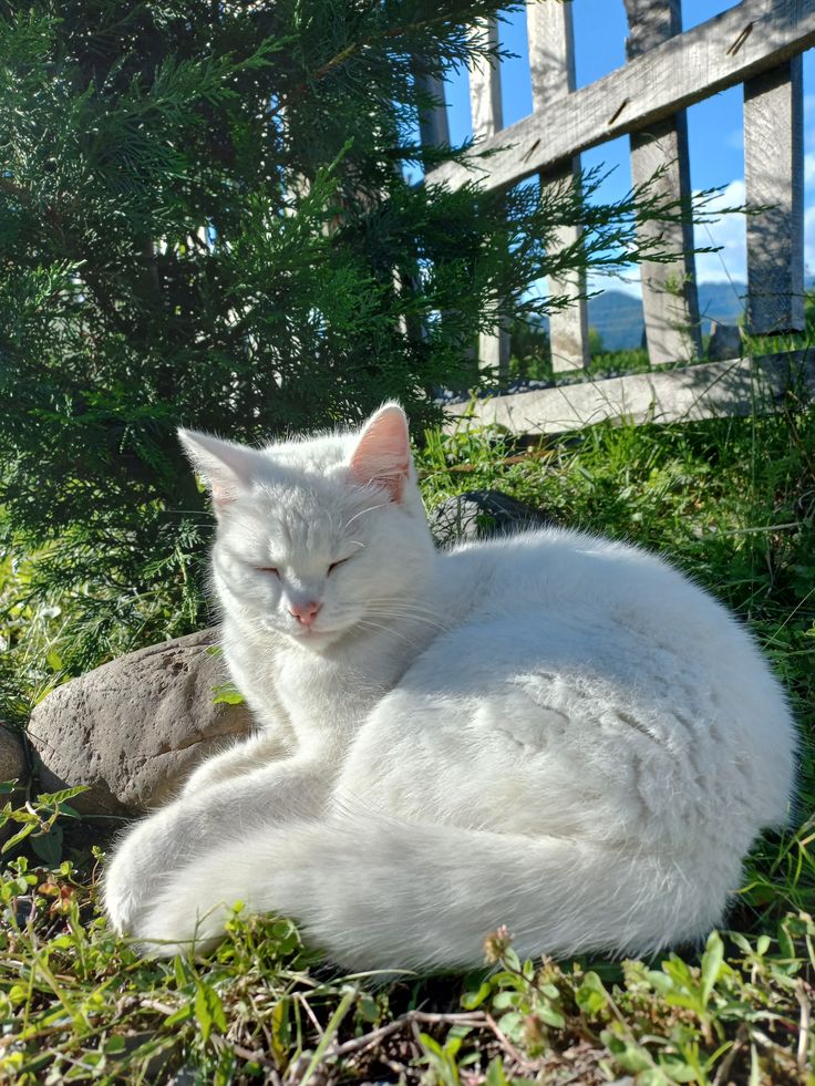 Purely Green tweet media