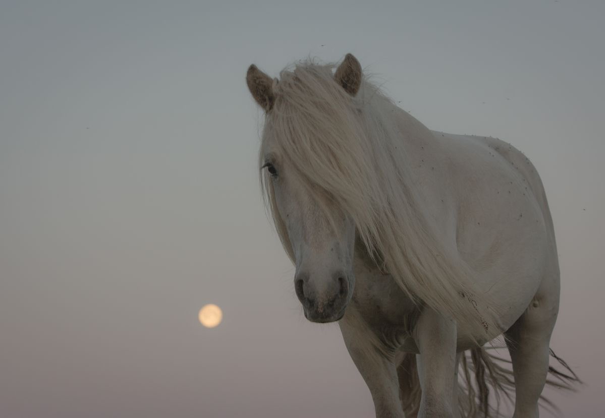 gal౨ৎ tweet media