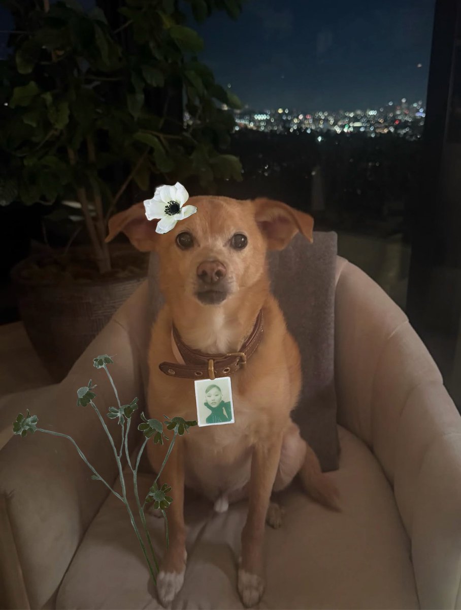 domonic ꕤ tweet media