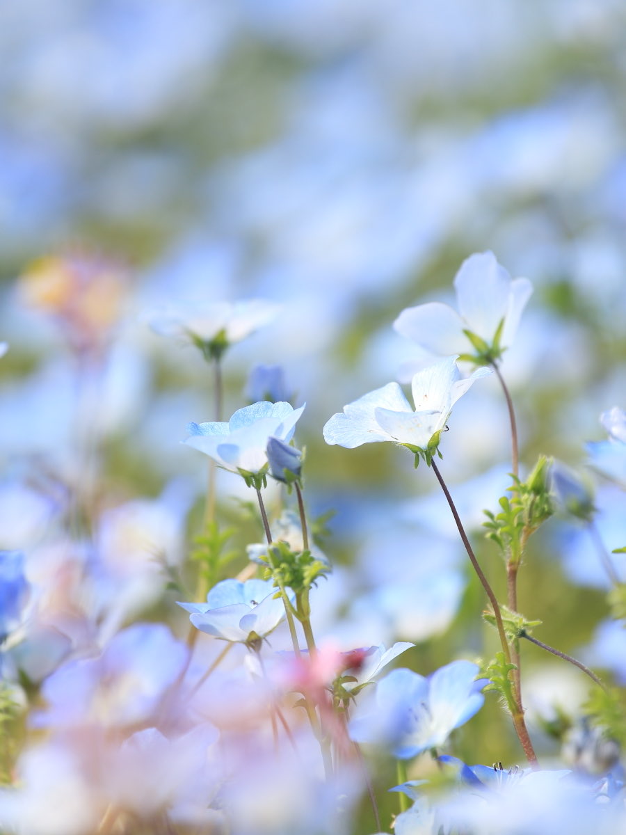 haruhar43128783's tweet image. おはようございます😃
朝の光に包まれるネモフィラです📷
淡い青と白が優しく揺れてる💙
ふんわり撮りたい被写体ですね✨
皆さん素敵な一日を〜🌸
#TLを花でいっぱいにしよう  
#写真撮ってる人と繋がりたい
#flowerphotography