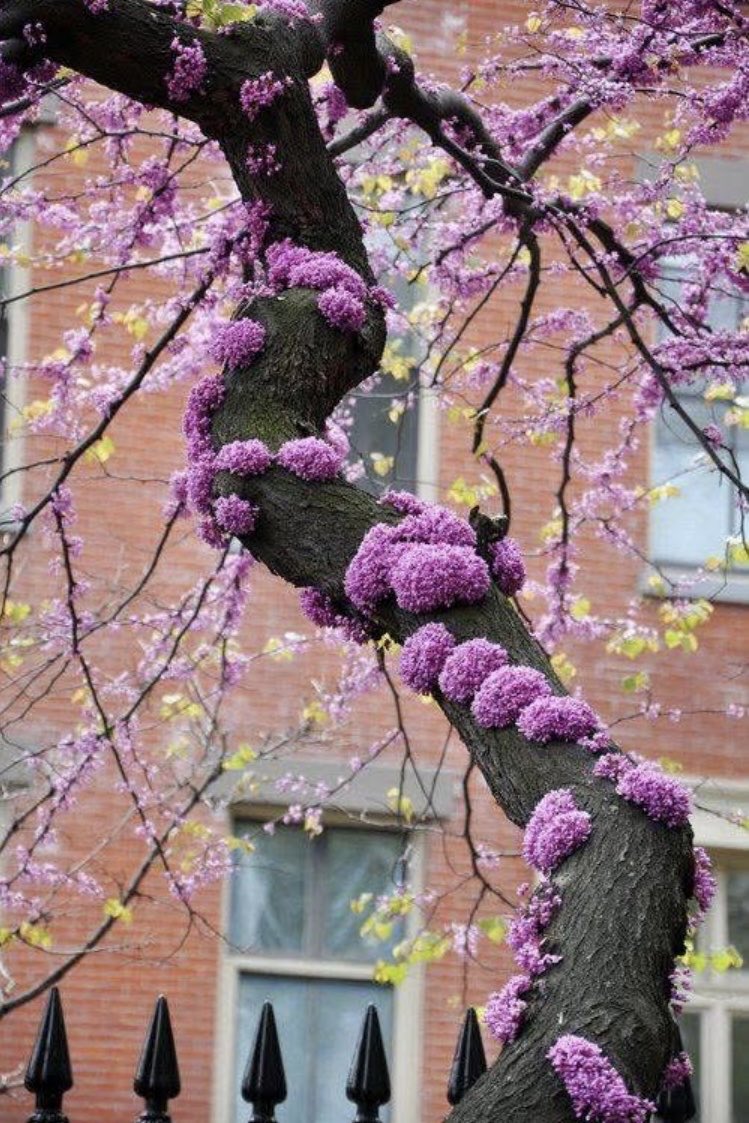 fairyEl's tweet image. My fav season 😍🌸🌸🌸 #spring #favorite #beautiful