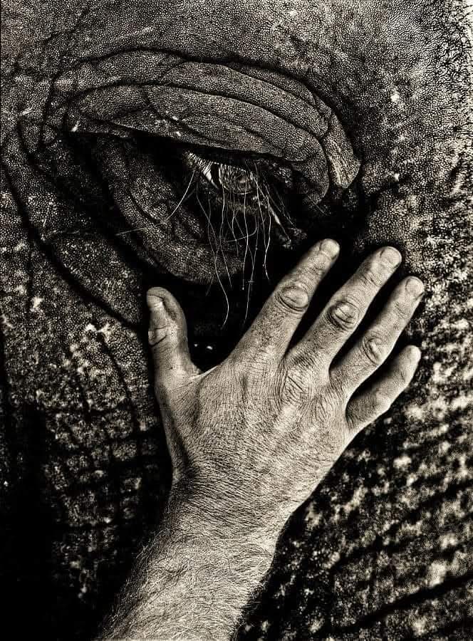 Adea Claude tweet media