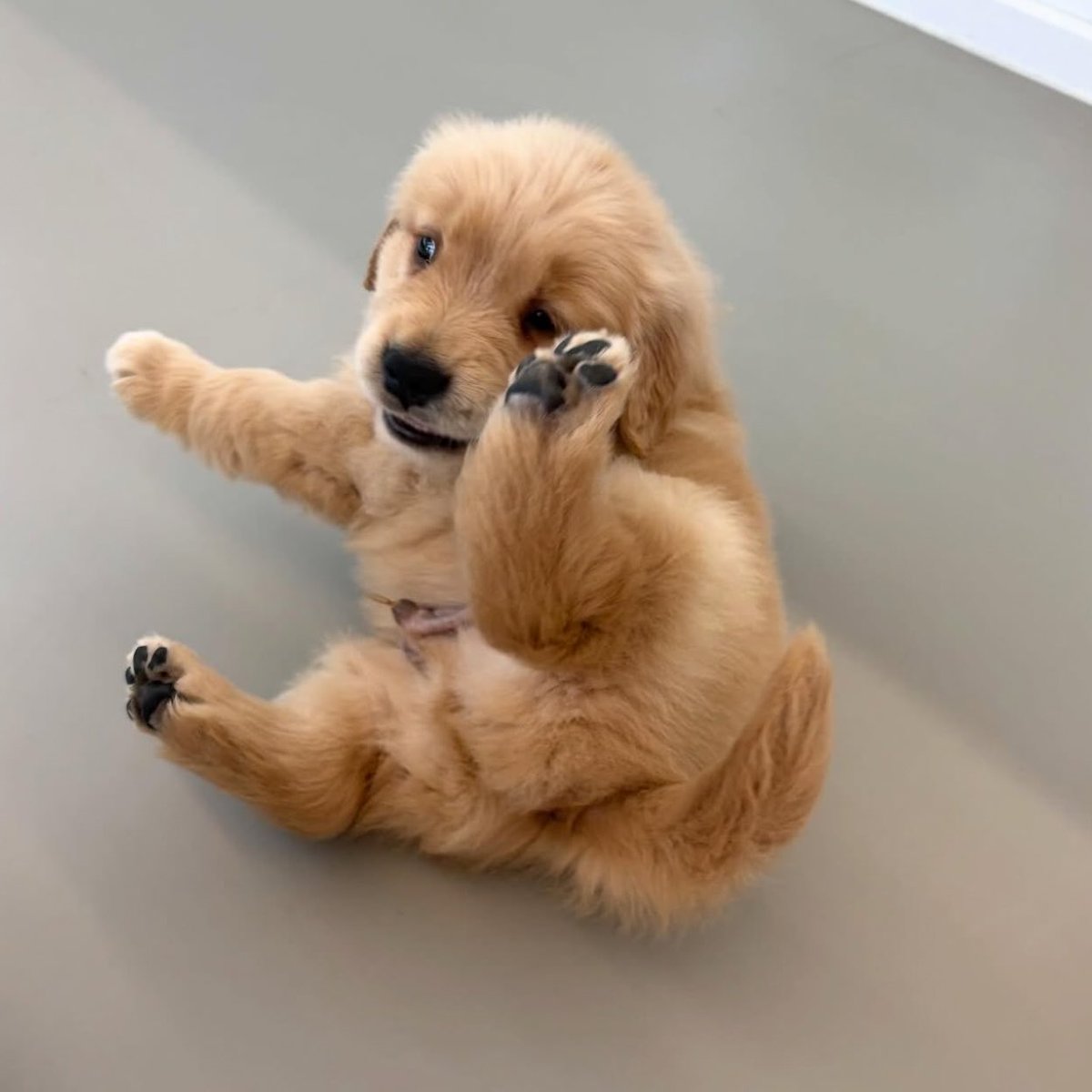 puppies tweet media