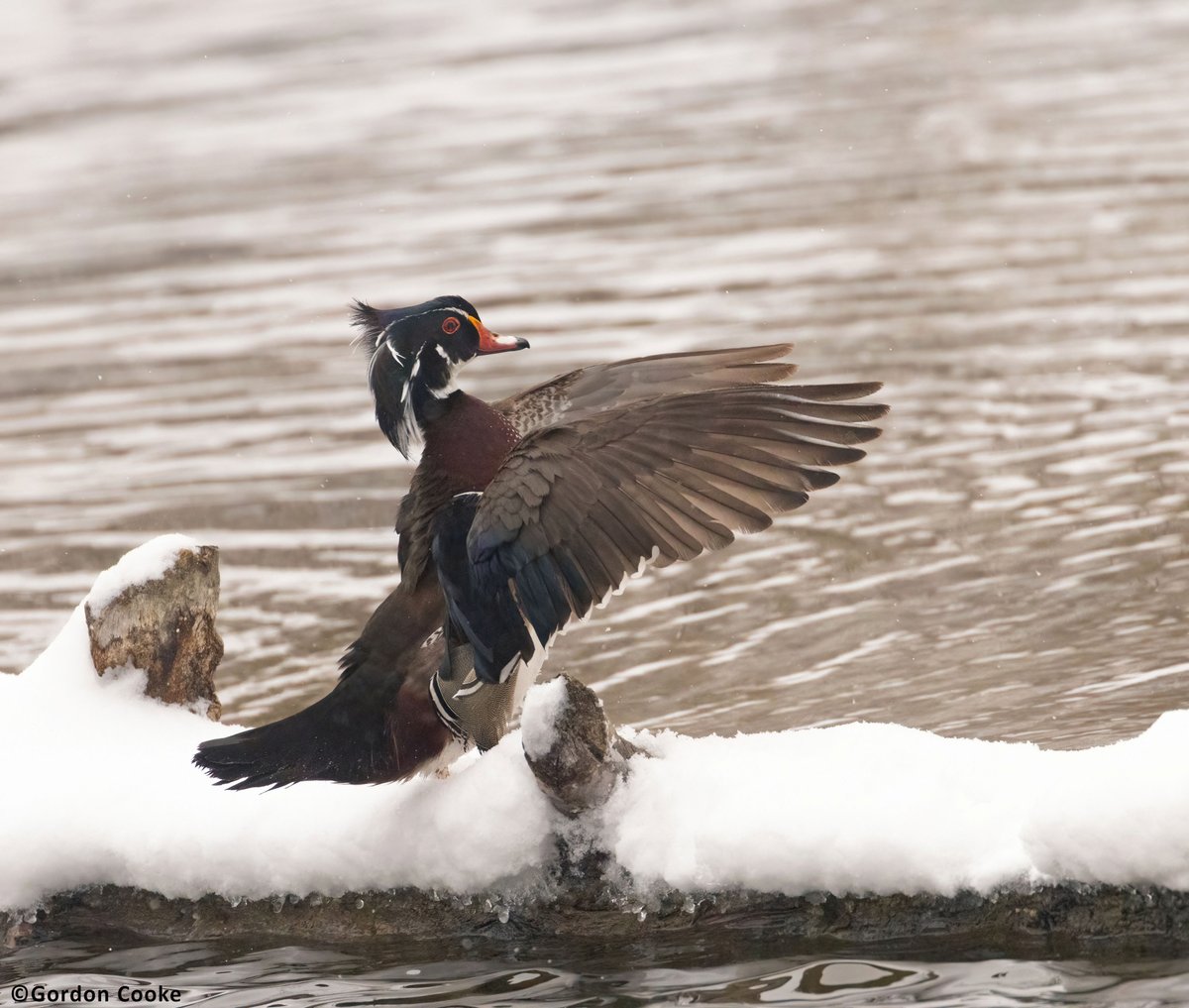 GordonCooke9's tweet image. Male wood duck on a snowy Calgary morning. Winter just does not want to let up on Calgary quite yet. Pictures taken April 25, 2026. #Calgary #Alberta #birds #wildlife #nature #photography