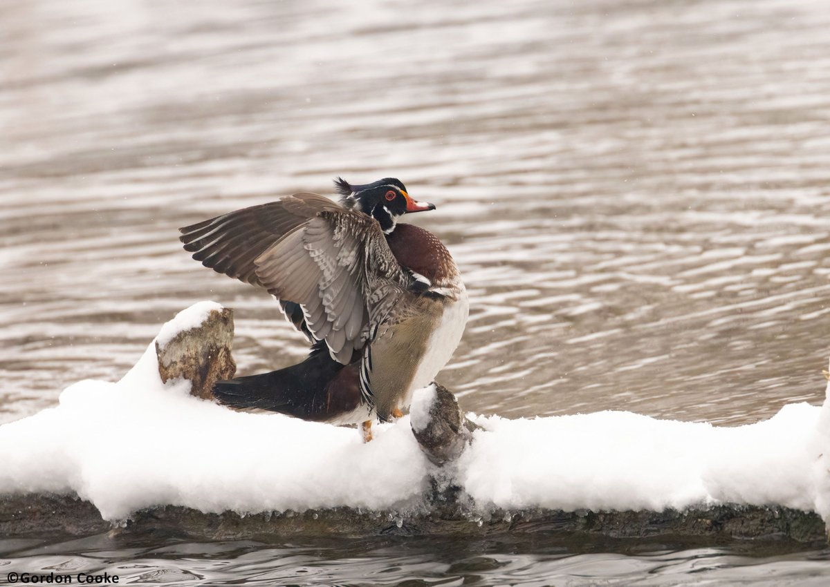 GordonCooke9's tweet image. Male wood duck on a snowy Calgary morning. Winter just does not want to let up on Calgary quite yet. Pictures taken April 25, 2026. #Calgary #Alberta #birds #wildlife #nature #photography