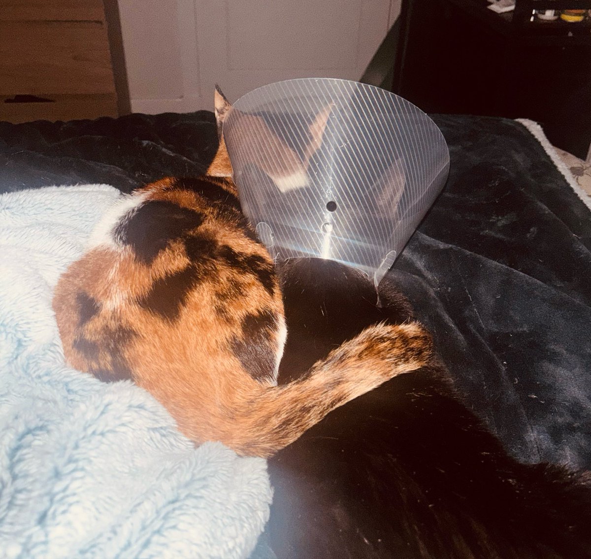 MariaJRitchie's tweet photo. My baby boy was ill and Freyja (she never does this) decided to hug him with her tail and I need everyone to see it. My heart 🥺♥️ https://t.co/M4lAALfECd