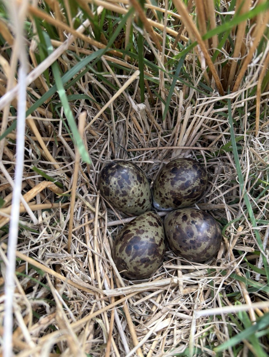 South Shields Birder North East Breeding Birds tweet media