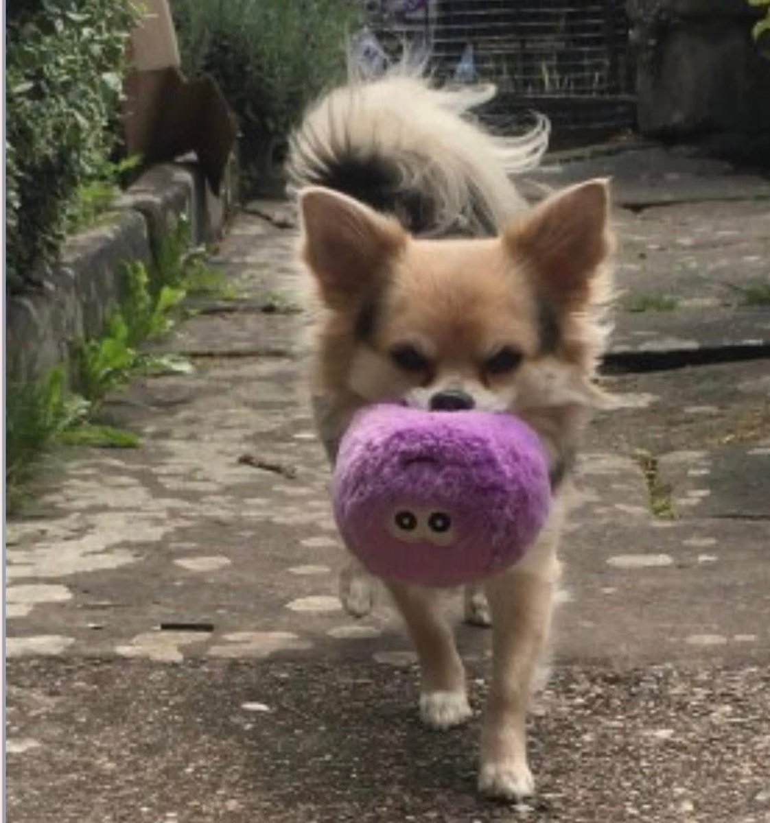 rosieDoc2's tweet image. #StolenDogHour 
PIGLET
Still missing - his mum is NOT giving up searching 
STOLEN 28/3/24 2 YEAR OF WORRY
Nr COY CARP, Harefield, (by canal) Copperhill Lane, #UXBRIDGE - GREATER #LONDON 
HE COULD BE ANYWHERE NOW 
Adult male CHIHUAHUA cream/tan/black
doglost.co.uk/dog/191333