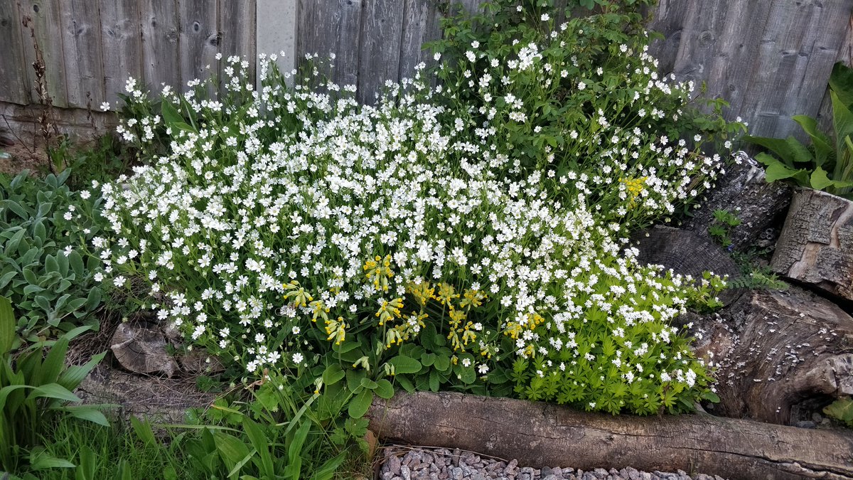 Lady_Hazy's tweet image. We had our garden rewilded for nature 1.5yrs ago and our patch of Greater Stitchwort has exploded this year, and is even climbing up our Briar Rose! It's glorious, loved by pollinators, and more people should have some! 🥰🤍  #WildflowerHour