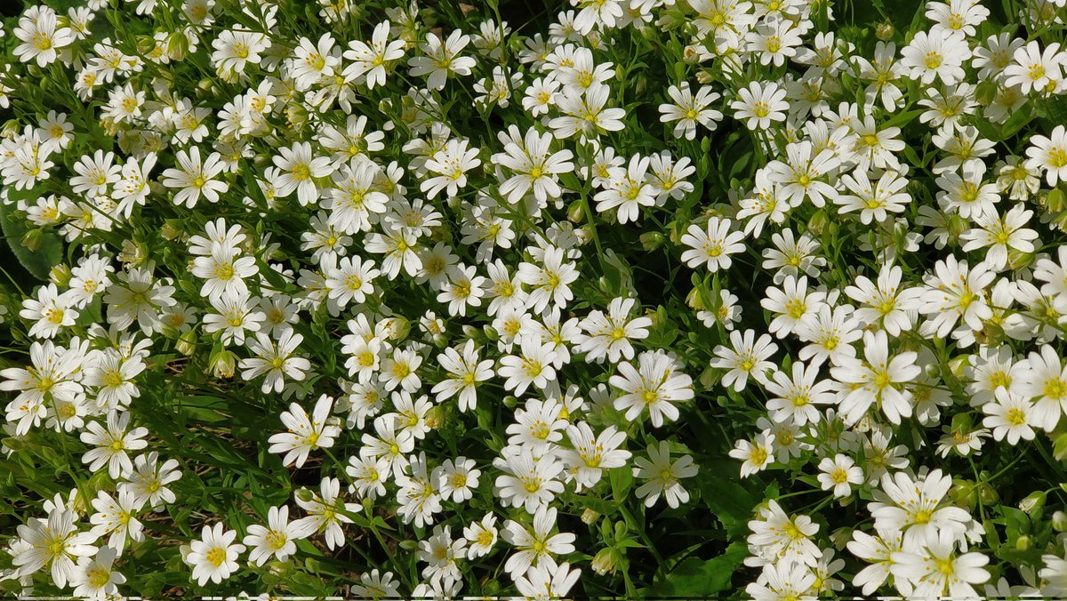 Lady_Hazy's tweet image. We had our garden rewilded for nature 1.5yrs ago and our patch of Greater Stitchwort has exploded this year, and is even climbing up our Briar Rose! It's glorious, loved by pollinators, and more people should have some! 🥰🤍  #WildflowerHour