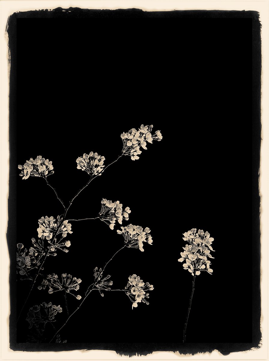 Photography by Shuichi Machimoto