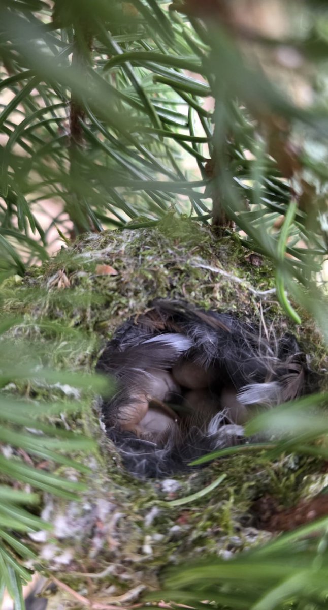 South Shields Birder North East Breeding Birds tweet media