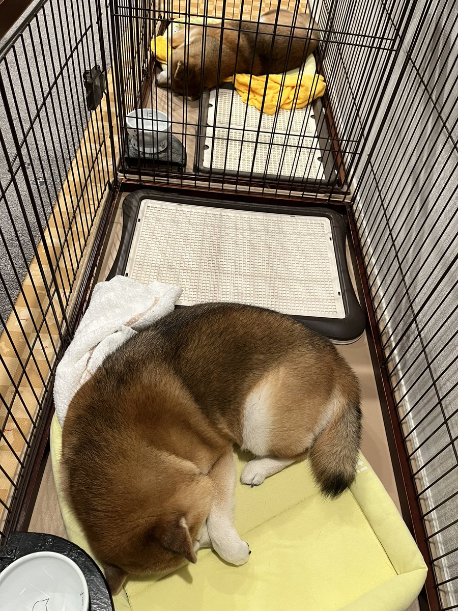 @Ducaduca柴犬御殿完成 tweet media