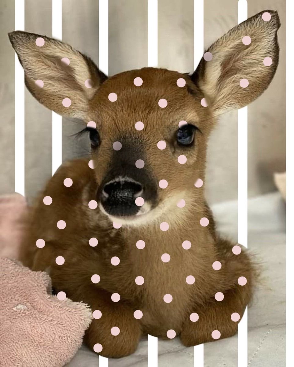 ଘ(੭*ˊᵕˋ)੭* ੈ♡‧₊˚ tweet media