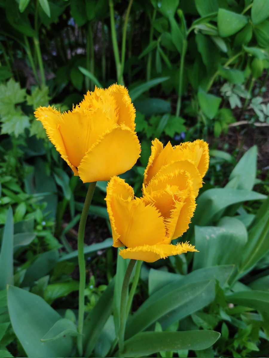 Nata27Best's tweet image. Beautiful tulips. 😍
💛🌷🌷🌷💛
#SundayYellow
#SpringVibes
#MyPhoto