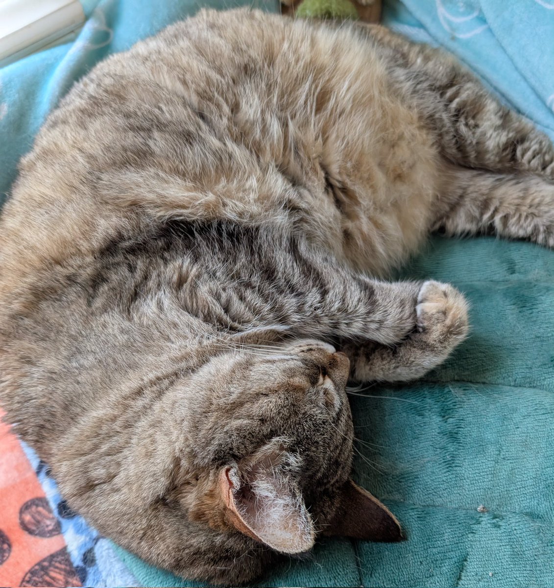 SHRIMP SUNDAY show me yur shrimpings