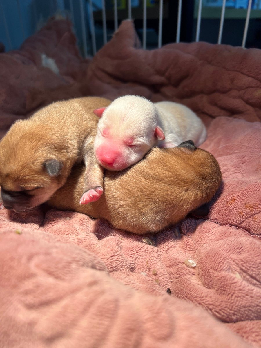 abby hall tweet media