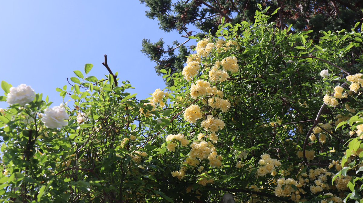 ムラサキノハナ👾 tweet media