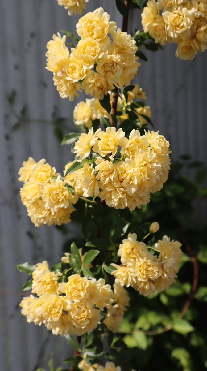 ムラサキノハナ👾 tweet media